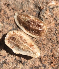 Oreocarya crymophila