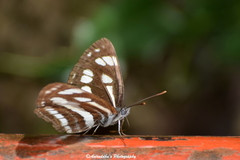 Neptis mahendra
