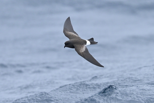 Wilson's Storm Petrel