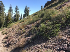 Oreocarya crymophila