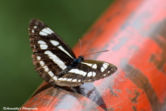 Neptis mahendra