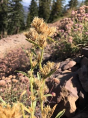 Oreocarya crymophila