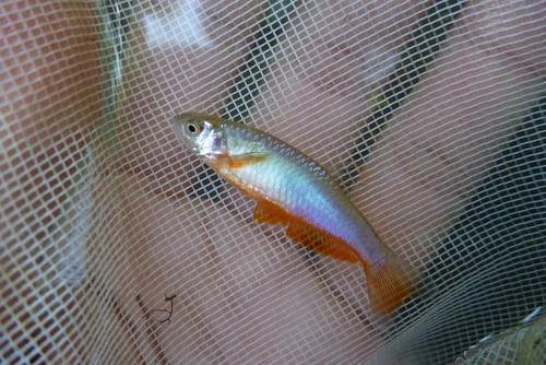 Rose danio (Danio roseus) — Cyprinidae — 2