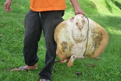 Mekong Freshwater Stingray photo 2