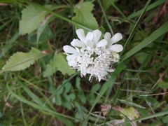 Scabiosa bipinnata