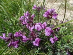 Pedicularis rostratocapitata