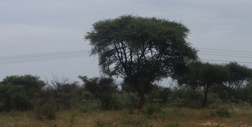 umbrella thorn