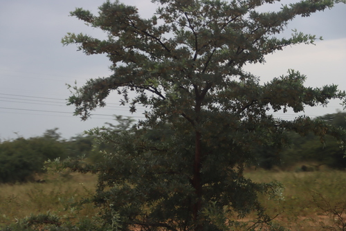 silver terminalia