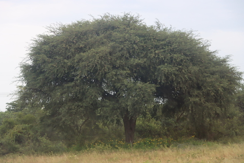 Camel Thorn