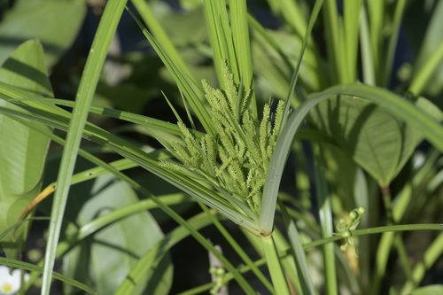 Cyperus digitatus iNat (3)