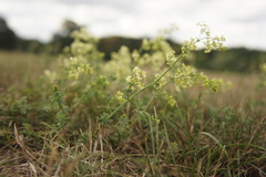 Galium × pomeranicum