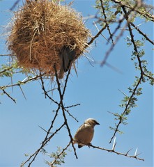 Pseudonigrita arnaudi