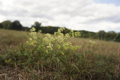 Galium × pomeranicum