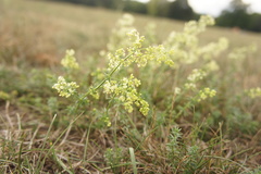 Galium × pomeranicum