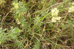 Galium × pomeranicum