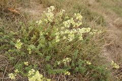 Galium × pomeranicum
