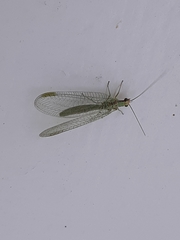 Chrysopa coloradensis