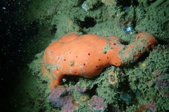 Dragmacidon mexicanum