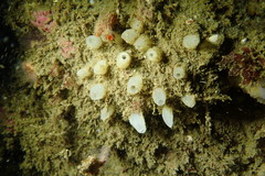 Polymastia pachymastia