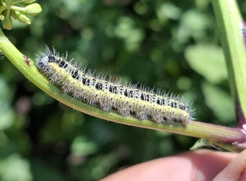Large White