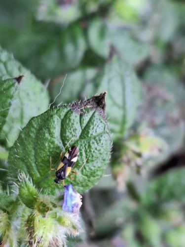 four-spotted plant bug, Alkmaar, Nederland, photo 9 of 10