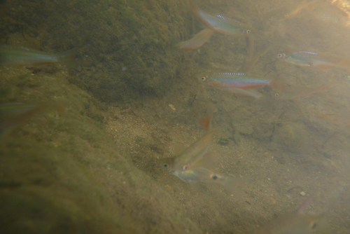 Rose danio (Danio roseus) — Cyprinidae — 5