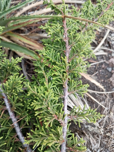Juniperus monticola, photograph 2