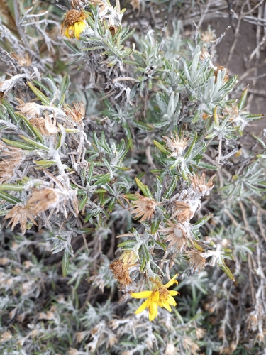 Senecio mairetianus, photograph 3