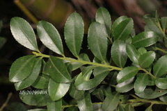 Ilex maximowicziana