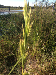 Andropogon glomeratus