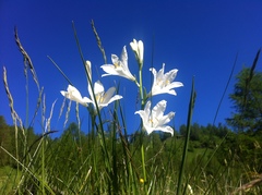 Paradisea liliastrum