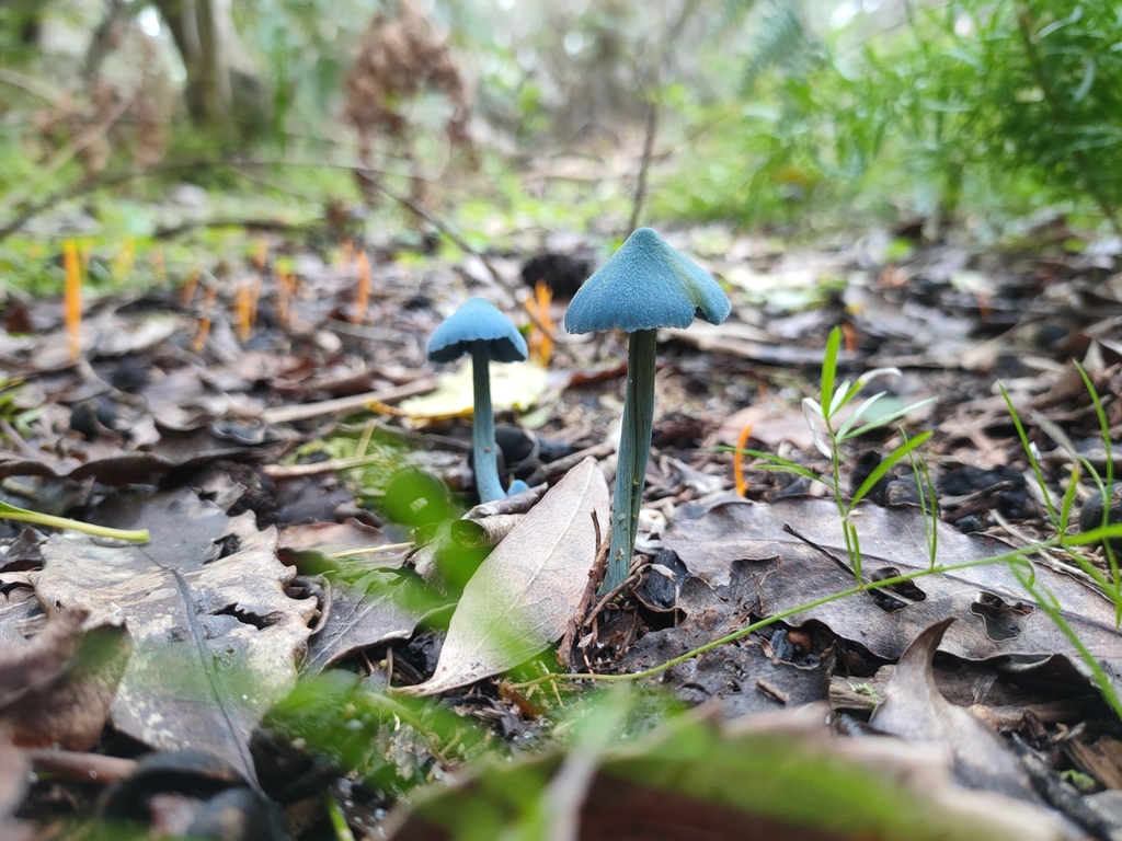 Entoloma virescens · May 2025 · photo: © daniel_stephan (iNaturalist, cc-by)