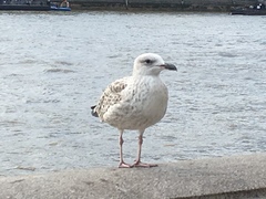 Larus argentatus argentatus