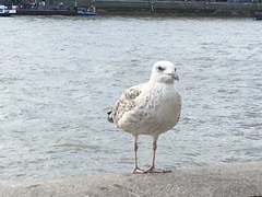 Larus argentatus argentatus