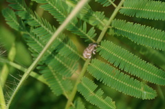 Eudiagogini
