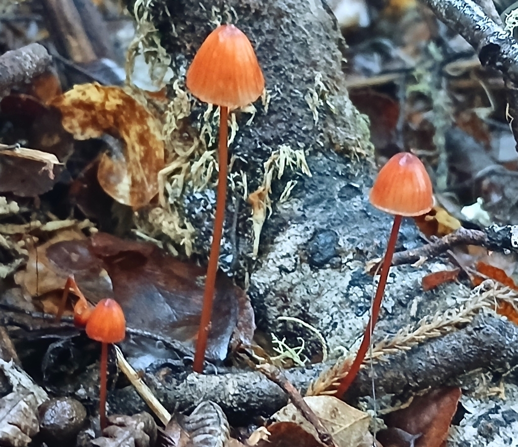 Mycena ura · May 2025 · photo: © claire_grace83 (iNaturalist, cc-by)