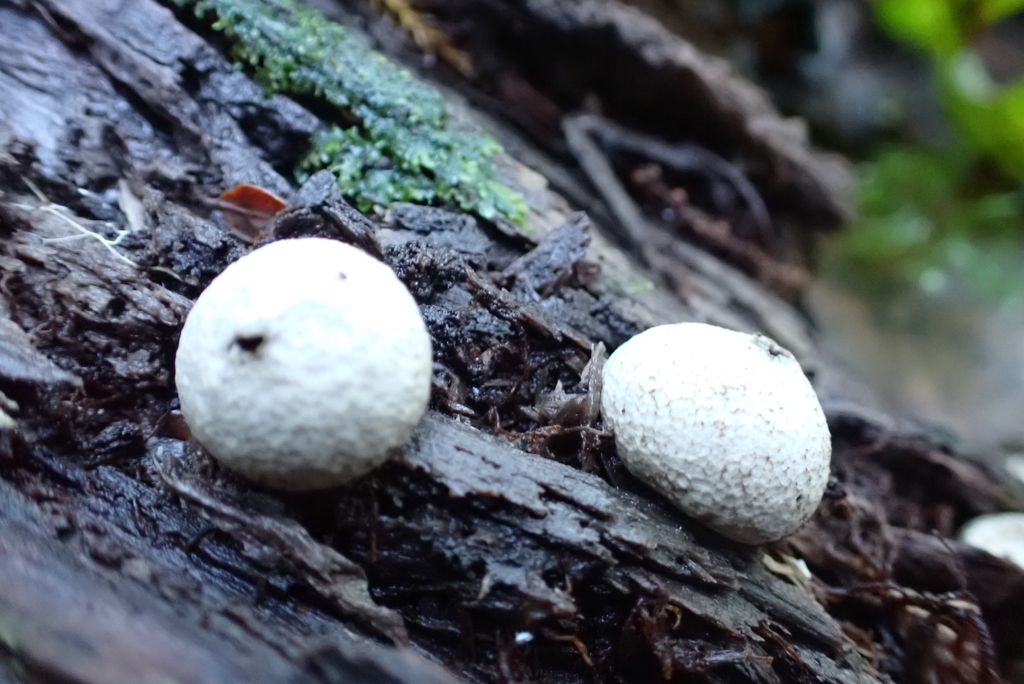 Lycoperdon compactum · May 2025 · photo: © claire_grace83 (iNaturalist, cc-by)