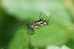 Micrathena funebris