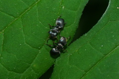 Cephalotes multispinosus
