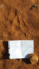 Hyaena hyaena