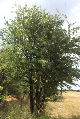 Leadwood (Combretum imberbe)