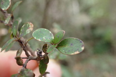 Coprosma wallii