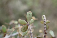 Coprosma wallii
