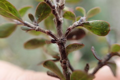 Coprosma wallii