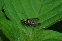 Polybia occidentalis