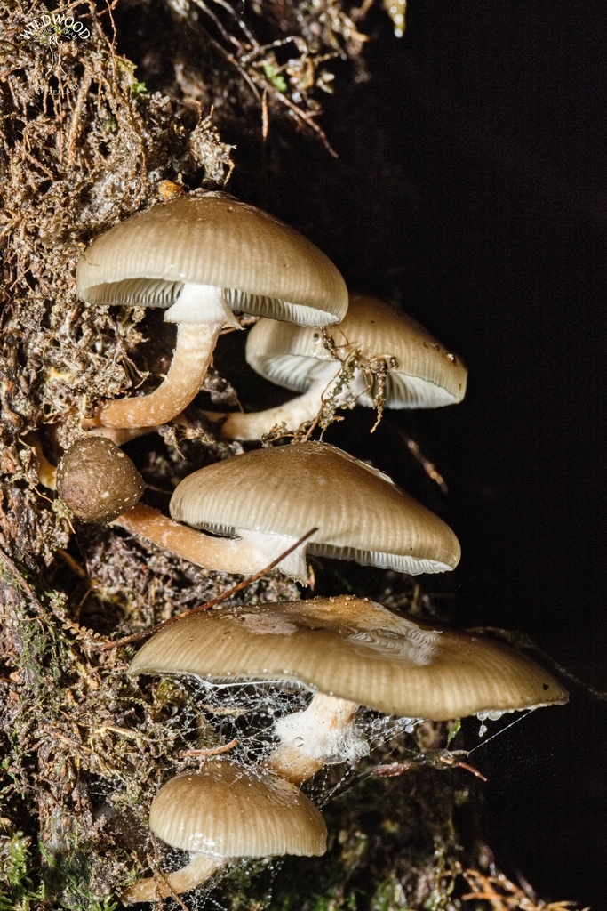 Armillaria novae-zelandiae · May 2025 · photo: © robbiebgraham (iNaturalist, cc0)