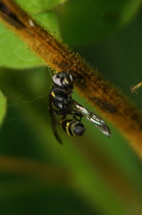 Polybia occidentalis