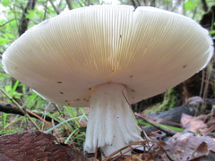 Amanita magnivelaris