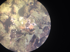 Hypotrachyna showmanii