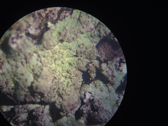 Hypotrachyna showmanii